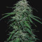 Chem-Bomb Auto (Humboldt Seeds Organization)