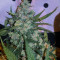 Critical + 2.0 (Dinafem Seeds) Cannabis-Samen