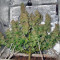 Delahaze (Paradise Seeds) Cannabis-Samen