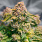 Grand Daddy Purple Fast Version feminisierte Samen (EGS)