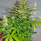 Jack Herer (GHS) Cannabis-Samen