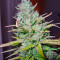 Kalashnikova (GHS) Cannabis-Samen
