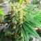 Lemon OG feminisierte Samen (AlphaFem Seeds)