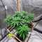 Lord Kush feminisierte Samen (Delicious Seeds)