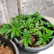 Medi Bomb 1 (Bomb Seeds) Cannabis-Samen