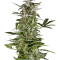 PolarLight #3 Auto (Dutch Passion) Cannabis-Samen