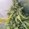 Purple Haze 1 (Positronics Seeds) Cannabis-Samen