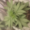 Kaufe Dozy Whale Samen feminisiert von AlphaFem Seeds