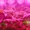 Kaufe Blackberry Moonrocks Samen feminisiert von AlphaFem Seeds