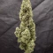 Tangie'matic Auto (Fast Buds) Cannabis-Samen zu verkaufen