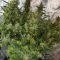 Eleven Roses (Delicious Seeds) Cannabis-Samen zu verkaufen