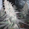Purple Punch (Barney's Farm) Cannabis-Samen zu verkaufen