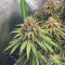 Liberty Haze Cannabis-Samen Kaufen