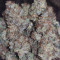 Original Auto Chemdawg (Fast Buds) Cannabis-Samen zu verkaufen