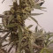 Rhino Ryder Auto (Fast Buds) Cannabis-Samen zu verkaufen