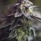 Wedding Cake (Barney's Farm) Cannabis-Samen zu verkaufen