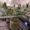 Lemon Skunk (GHS) Cannabis-Samen zu verkaufen