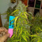 Blueberry Glue Auto (Glueberry Auto) (Expert Seeds) Cannabis-Samen zu verkaufen