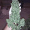 Bruce Banner #3 Auto Cannabis-Samen Kaufen