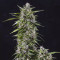 Mimosa Cake Auto (Fast Buds) Cannabis-Samen zu verkaufen