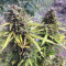 Black Cherry Punch Cannabis-Samen Kaufen