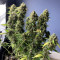 Gelato Auto Cannabis-Samen Kaufen