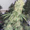 Banana Blaze Cannabis-Samen Kaufen