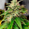 Amnesia Z Auto Cannabis-Samen Kaufen