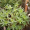 Kaufe Grandmommy Purple Samen feminisiert von Herbies Seeds