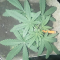 Kaufe Mimosa x Orange Punch Samen feminisiert von Barney's Farm
