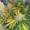 Sour Z strain