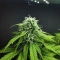 Apple Betty Samen feminisiert (Herbies Seeds)