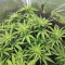 Bubba Kush (GHS) Cannabis-Samen