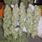 Forum Stomper Auto (Mephisto Genetics) Cannabis-Samen