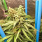 Girl Scout Cookies feminisierte Samen (Garden of Green)
