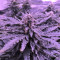 Gorilla Auto (GG#4 Original Glue Auto) (Expert Seeds) Cannabis-Samen