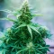 Green AK XL (AK-47 XL) (Zambeza Seeds) Cannabis-Samen