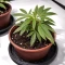 Mandarin Cookies (00 Seeds)