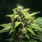 NYC Sour D Auto (Tyson S) (Royal Queen Seeds)