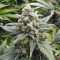 Original Auto White Widow (Fast Buds) Cannabis-Samen