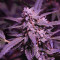 Original Cinderella Auto Samen feminisiert (Fast Buds)
