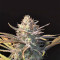 Peyote Critical (Barney's Farm) Cannabis-Samen