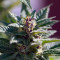 Purple Punch feminisierte Samen (Barney’s Farm)