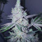Triple G (RQS) Cannabis-Samen