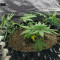Trippy Gorilla (Big Head Seeds) Cannabis-Samen