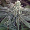 Wedding Cake (Original Sensible Seeds) Cannabis-Samen