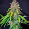 Super Silver Haze (GHS) Cannabis-Samen