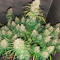 Super Silver Haze (GHS) Cannabis-Samen