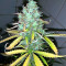Afghani #1 (Sensi Seeds) Cannabis-Samen