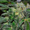 Afghani #1 (Sensi Seeds) Cannabis-Samen